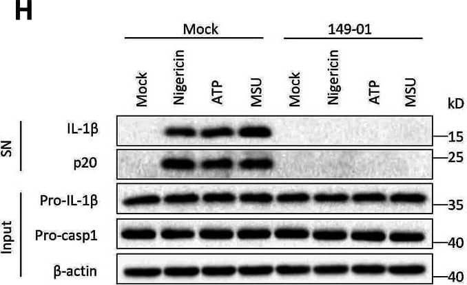 Identification of 149-01 as a highly potent inhibitor for NLRP3 inflammasome. (A) 149-01 structure. (B–F) BMDMs were first primed with LPS for 3 h, then pretreated with indicated doses of 149-01 (200-600 nM) for 30 min, lastly stimulated with nigericin. (B) IL-1 beta  releases in supernatants were detected by ELISA. (C) Active IL-1 beta  and p20 (cleaved caspase-1) in supernatants (SN) and pro-IL-1 beta , pro-caspase-1 and  beta -actin in cell lysates (Input) were measured by western blot. (D) The release of LDH in supernatants. (E) IL-6 and (F) TNF-alpha  secretion levels in supernatants were determined by ELISA. (G,H) BMDMs were first primed with LPS, then treated with or without 149-01 (600 nM) for 30 min, lastly stimulated with nigericin, ATP or MSU. (G) IL-1 beta  releases in supernatants were detected by ELISA. (H) Active IL-1 beta  and p20 in supernatants and pro-IL-1 beta , pro-caspase-1 and  beta -actin in cell lysates were measured by western blot. (I,J) PBMCs were first primed with LPS for 3 h, then pretreated with indicated doses of 149-01 for 30 min, lastly stimulated with nigericin. (I) IL-1 beta  and (J) TNF-alpha  secretion levels in supernatants were determined by ELISA. Data are obtained from three independent experiments, each with two biological replicates and are expressed as mean ± s. e.m (n = 6) (B,D–G,I,J), or are representative of three independent experiments (C,H). One-way ANOVA was applied to calculate statistical significance: ***p <.001. Image collected and cropped by CiteAb from the following open publication (//pubmed.ncbi.nlm.nih.gov/35250572), licensed under a CC-BY license. Not internally tested by R&D Systems.