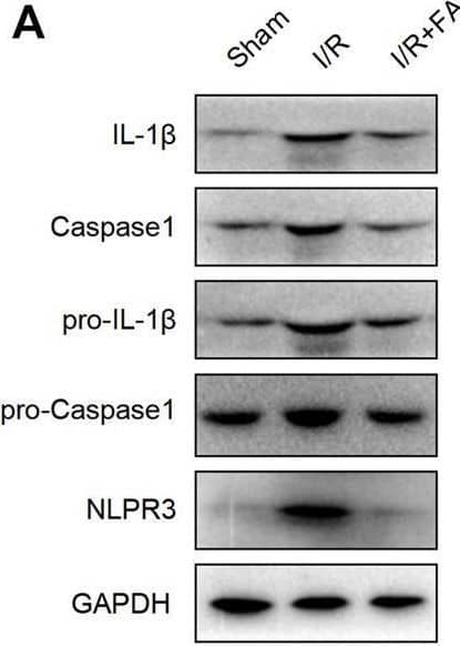 FA inhibits I/R-induced myocardial injury by inhibiting NLRP3 inflammasome activation. (A–F) Expression of NLRP3, pro-caspase-1, caspase-1, pro-IL-1 beta , and IL-1 beta  in the heart tissue of WT mice was detected by western blotting. (G) HE staining of heart tissue sections in WT mice and Nlrp3−/−mice. (H–K) Expression of IL-1 beta , caspase-1, and NLRP3 in heart tissues of WT mice and Nlrp3−/− mice in each experimental group, detected by western blotting. (L–O) Expression of CK-MB, LDH, troponin-1, and NT-proBNP in the serum of each experimental group in WT mice and Nlrp3−/−mice, determined by ELISA. Data are expressed as the means ± sd from three independent experiments or are representative of three independent experiments. **p < 0.01, ***p < 0.001; ns indicates no significance. Image collected and cropped by CiteAb from the following open publication (//pubmed.ncbi.nlm.nih.gov/35496295), licensed under a CC-BY license. Not internally tested by R&D Systems.