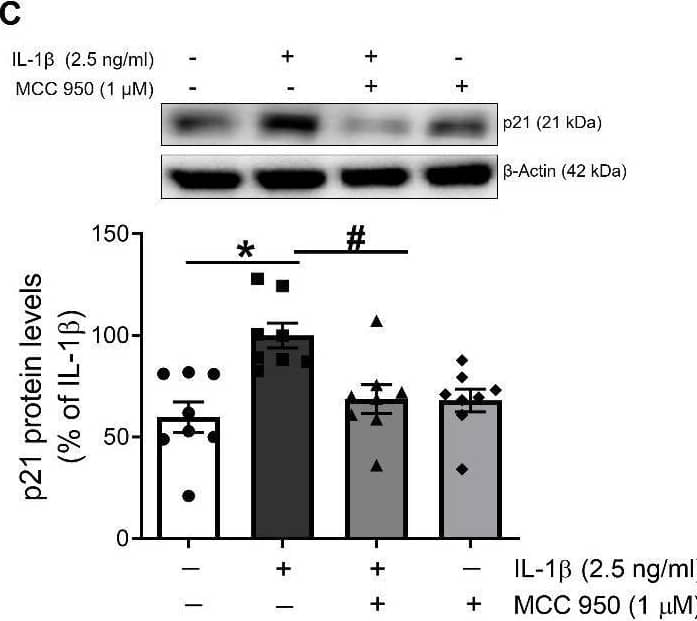 The inflammasome NLRP3 is implicated in the pro-senescence effect of IL-1 beta  in endothelial human cells. HUVEC were treated with IL-1 beta  (2.5 ng/ml) alone or in presence of the NLRP3 inflammasome inhibitor MCC 950 (1 μM) for 18-24 h. (A) SA-beta -Gal positive stained cells were quantified by manual scoring by a blind observer after the indicated treatments. (B) Representative phase-contrast images are shown SA-beta -Gal positive cells stained in blue (black arrowheads). Data are expressed as percentage of the number of senescent cells stained in non-treated cells (n= 5-7; *p<0.05 vs. untreated cells; #p<0.05 vs IL-1 beta -treated cultures levels by two-way ANOVA and Tukey post-hoc test). (C) The expression of p21 was determined by Western blot in total lysates from HUVEC. A representative blot is shown on top of each graph, where  beta -Actin was employed as loading control (n= 6-8; *p<0.05 vs. untreated cells; #p<0.05 vs. IL-1 beta -treated cells, by two-way ANOVA and Tukey post-hoc test). All data are shown as mean ± SEM. Image collected and cropped by CiteAb from the following open publication (//pubmed.ncbi.nlm.nih.gov/35111374), licensed under a CC-BY license. Not internally tested by R&D Systems.