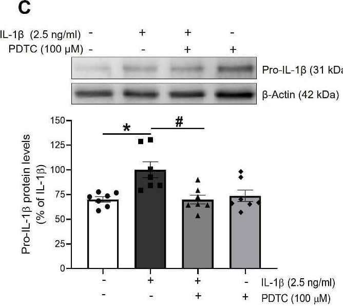 The activation of NLRP3 by IL-1 beta  is mediated by NF-kappa B. The expression of (A) phosphorylated p65 (p-p65) and total p65 (p65), used as a marker of NF-kappa B activation, and the NLRP3 inflammasome components (B) NLRP3, (C) pro-IL-1 beta  and (D) mature IL-1 beta  levels was determined by Western blot in total lysates from HUVEC stimulated for 18 h with IL-1 beta  in presence or absence of PDTC (100 µM). Representative blots are shown on top of the corresponding graphs, where  beta -Actin was employed as loading control (n= 5-7; *p<0.05 vs. untreated cells; #p<0.05 vs. IL-1 beta -treated cells, by two-way ANOVA and Tukey post-hoc test). All data are shown as mean ± SEM and expressed as percentage of IL-1 beta -induced levels. Image collected and cropped by CiteAb from the following open publication (//pubmed.ncbi.nlm.nih.gov/35111374), licensed under a CC-BY license. Not internally tested by R&D Systems.