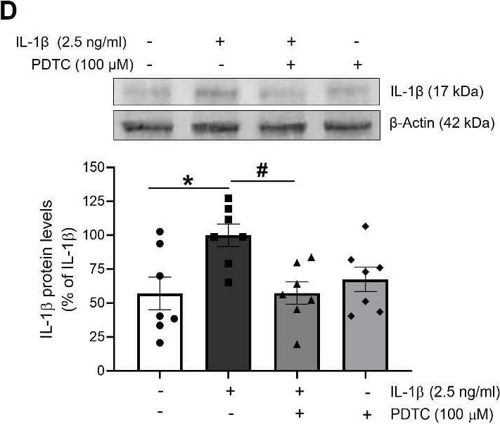 The activation of NLRP3 by IL-1 beta  is mediated by NF-kappa B. The expression of (A) phosphorylated p65 (p-p65) and total p65 (p65), used as a marker of NF-kappa B activation, and the NLRP3 inflammasome components (B) NLRP3, (C) pro-IL-1 beta  and (D) mature IL-1 beta  levels was determined by Western blot in total lysates from HUVEC stimulated for 18 h with IL-1 beta  in presence or absence of PDTC (100 µM). Representative blots are shown on top of the corresponding graphs, where  beta -Actin was employed as loading control (n= 5-7; *p<0.05 vs. untreated cells; #p<0.05 vs. IL-1 beta -treated cells, by two-way ANOVA and Tukey post-hoc test). All data are shown as mean ± SEM and expressed as percentage of IL-1 beta -induced levels. Image collected and cropped by CiteAb from the following open publication (//pubmed.ncbi.nlm.nih.gov/35111374), licensed under a CC-BY license. Not internally tested by R&D Systems.