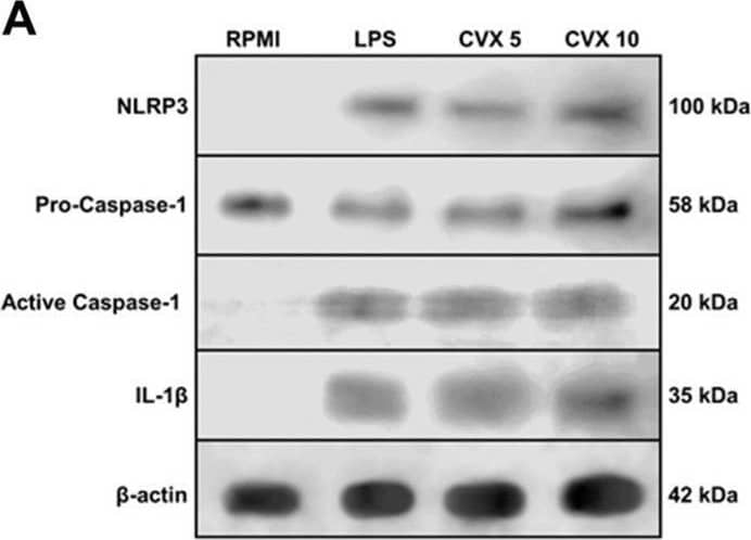 Protein expression of inflammasome NLRP3 in PBMCs in the presence of Convulxin. Western blot of NLRP3, Pro-Caspase-1, Active Caspase-1, IL-1 beta , and  beta -actin (control) using 1 × 107 PBMCs stimulated RPMI (negative control), LPS (1 μg/mL; positive control) or CVX (5 and 10 μg/mL) for 3 h. (A) Figure representative of one experiment of three independent experiments. Relative immunoreactivity analysis (fold of  beta -actin) of the western blots from NLRP3, Pro-Caspase-1, Active Caspase-1, IL-1 beta  (B). IL-1 beta  release was also quantified in PBMCs pretreated with N-tosyl-l-phenylalanine chloromethyl ketone (TPCK) (30 µM), Ac-YVAD-cmk (50 µM) (C), MCC950 (10 µM) (D) for 30 min and after incubated with RPMI (negative control) or CVX (10 µg/mL). IL-1 beta  was also quantified in PBMCs pretreated with Apocynin (300 µM) and Rotenone (10 µM) for 30 min and after incubated with RPMI (negative control) or CVX (10 µg/mL) (E). Results were expressed in pg/mL of released cytokines and represent the mean ± S.E.M of 3 donors. Values are mean S.E.M. from 3 donors. *P < 0.05, **P < 0.01, ***P < 0.001, ****P < 0.0001 compared to negative control (data were presented with ANOVA followed by Dunnett post-test). Image collected and cropped by CiteAb from the following open publication (//pubmed.ncbi.nlm.nih.gov/35304541), licensed under a CC-BY license. Not internally tested by R&D Systems.