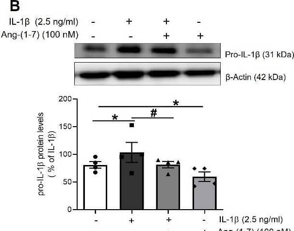 Ang-(1-7) attenuates the induction and activation of the NLRP3 inflammasome mediated by IL-1 beta  in HUVEC. The expression of NLRP3 inflammasome components (A) NLRP3 and (B) pro-IL-1 beta  was determined by Western blot in total lysates from HUVEC stimulated for 18-24 h with IL-1 beta  (2.5 ng/ml) in presence or absence of Ang-(1-7) (100 nM). Representative blots are shown on top of the corresponding graphs, where  beta -Actin was employed as loading control (n= 6-8; *p<0.05 vs. untreated cells; #p<0.05 vs. IL-1 beta -treated cells, by two-way ANOVA and Tukey post-hoc test). (C) The NLRP3 inflammasome activation was determined by the detection of ASC specks by indirect immunofluorescence. The percentage of ASC specks per culture field was quantified under a fluorescence microscope (n= 3-4; *p<0.05 vs. untreated cells; #p<0.05 vs. IL-1 beta -treated cells, by two-way ANOVA and Tukey post-hoc test). (D) Confocal representative photographs (630X magnification) where white arrowheads show the location of toroidal-shaped ASC specks as revealed by a specific antibody against ASC (red), while cell nuclei were counterstained with DAPI (blue). (E) levels of mature IL-1 beta  were measured in total cell lysates by Western blot, and also (F) detected in the supernatants of treated cells by ELISA (n= 3-4; *p<0.05 vs. untreated cells; #p<0.05 vs. IL-1 beta -treated cells, by two-way ANOVA and Tukey post-hoc test). All data are shown as mean ± SEM and expressed as percentage of IL-1 beta -induced levels. Image collected and cropped by CiteAb from the following open publication (//pubmed.ncbi.nlm.nih.gov/35111374), licensed under a CC-BY license. Not internally tested by R&D Systems.