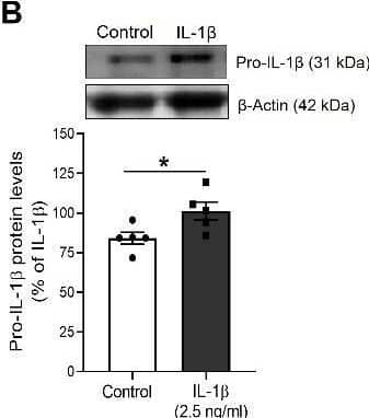 IL-1 beta  promotes priming and activation of the NLRP3 inflammasome in HUVEC. The expression of the NLRP3 inflammasome components (A) NLRP3 and (B) pro-IL-1 beta  was determined by Western blot in total lysates from HUVEC stimulated for 18-24 h with IL-1 beta . Representative blots are shown on top of the corresponding graphs, where  beta -Actin was employed as loading control (n= 4-5; *p<0.05 vs. untreated cells by unpaired t-test). (C) The NLRP3 inflammasome activation was determined by the observation of ASC specks by indirect immunofluorescence after treatment with IL-1 beta  alone or in presence of MCC 950 (1 µM). The percentage of ASC specks per cell culture field was quantified under a fluorescence microscope (n= 3-4; *p<0.05 vs. untreated cells; #p<0.05 vs. IL-1 beta -treated cells, by two-way ANOVA and Tukey post-hoc test). (D) Confocal representative photographs (630X magnification) where white arrowheads show the location of toroidal-shaped ASC specks as detected by a specific antibody against ASC (red), while cell nuclei were counterstained with DAPI (blue). (E) IL-1 beta , the final product of the NLRP3 inflammasome activation was measured in the supernatant of treated cells by ELISA (n= 4-5; *p<0.05 vs. untreated cells; #p<0.05 vs. IL-1 beta -treated cultures levels by two-way ANOVA and Tukey post-hoc test). HUVEC were treated with 2.5 ng/ml IL-1 beta  in all experiments. All data are shown as mean ± SEM and expressed as percentage of IL-1 beta -induced levels. Image collected and cropped by CiteAb from the following open publication (//pubmed.ncbi.nlm.nih.gov/35111374), licensed under a CC-BY license. Not internally tested by R&D Systems.
