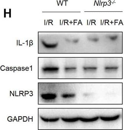 FA inhibits I/R-induced myocardial injury by inhibiting NLRP3 inflammasome activation. (A–F) Expression of NLRP3, pro-caspase-1, caspase-1, pro-IL-1 beta , and IL-1 beta  in the heart tissue of WT mice was detected by western blotting. (G) HE staining of heart tissue sections in WT mice and Nlrp3−/−mice. (H–K) Expression of IL-1 beta , caspase-1, and NLRP3 in heart tissues of WT mice and Nlrp3−/− mice in each experimental group, detected by western blotting. (L–O) Expression of CK-MB, LDH, troponin-1, and NT-proBNP in the serum of each experimental group in WT mice and Nlrp3−/−mice, determined by ELISA. Data are expressed as the means ± sd from three independent experiments or are representative of three independent experiments. **p < 0.01, ***p < 0.001; ns indicates no significance. Image collected and cropped by CiteAb from the following open publication (//pubmed.ncbi.nlm.nih.gov/35496295), licensed under a CC-BY license. Not internally tested by R&D Systems.