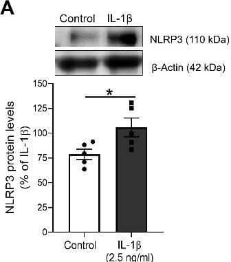 IL-1 beta  promotes priming and activation of the NLRP3 inflammasome in HUVEC. The expression of the NLRP3 inflammasome components (A) NLRP3 and (B) pro-IL-1 beta  was determined by Western blot in total lysates from HUVEC stimulated for 18-24 h with IL-1 beta . Representative blots are shown on top of the corresponding graphs, where  beta -Actin was employed as loading control (n= 4-5; *p<0.05 vs. untreated cells by unpaired t-test). (C) The NLRP3 inflammasome activation was determined by the observation of ASC specks by indirect immunofluorescence after treatment with IL-1 beta  alone or in presence of MCC 950 (1 µM). The percentage of ASC specks per cell culture field was quantified under a fluorescence microscope (n= 3-4; *p<0.05 vs. untreated cells; #p<0.05 vs. IL-1 beta -treated cells, by two-way ANOVA and Tukey post-hoc test). (D) Confocal representative photographs (630X magnification) where white arrowheads show the location of toroidal-shaped ASC specks as detected by a specific antibody against ASC (red), while cell nuclei were counterstained with DAPI (blue). (E) IL-1 beta , the final product of the NLRP3 inflammasome activation was measured in the supernatant of treated cells by ELISA (n= 4-5; *p<0.05 vs. untreated cells; #p<0.05 vs. IL-1 beta -treated cultures levels by two-way ANOVA and Tukey post-hoc test). HUVEC were treated with 2.5 ng/ml IL-1 beta  in all experiments. All data are shown as mean ± SEM and expressed as percentage of IL-1 beta -induced levels. Image collected and cropped by CiteAb from the following open publication (//pubmed.ncbi.nlm.nih.gov/35111374), licensed under a CC-BY license. Not internally tested by R&D Systems.