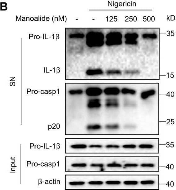 Manoalide inhibits the NLRP3 inflammasome activation. (A-C) BMDMs were primed with LPS for 3 h and then were pretreated with 125, 250, 500 nM manoalide before stimulation with nigericin for 15 min (A) ELISA of mature IL-1 beta  in supernatant from BMDMs. (B) Western blots analysis of supernatant (SN) and cell lysates (Input) from BMDMs. (C) LDH release in the supernatant from BMDMs. (D) ELISA of mature IL-1 beta  and (E) Western blots of SN and Input from BMDMs primed with LPS and stimulated with nigericin, MSU and ATP with or without 500 nM manoalide. (F-H) BMDMs were primed with Pam3K for 3 h and then were pretreated with 125, 250, 500 nM manoalide before stimulation with cytosolic LPS (cLPS) for 16 h. (F) Production of mature IL-1 beta  in supernatant from BMDMs. (G) Western blots analysis of supernatant (SN) and cell lysates (Input) from BMDMs. (H) LDH release in the supernatant from BMDMs. (I) ELISA of mature human IL-1 beta  in supernatant from PBMCs primed with LPS for 3 h and then were pretreated with 125, 250, 500 nM manoalide before stimulation with nigericin. Data are derived from three independent experiments (A,C,D,F,H,I) and displayed as mean and SEM (n = 6) or represent three independent experiments (B,E,G). Statistically significant difference was calculated by unpaired Student’s t-test: ***p < 0.001. Image collected and cropped by CiteAb from the following open publication (//pubmed.ncbi.nlm.nih.gov/35252186), licensed under a CC-BY license. Not internally tested by R&D Systems.