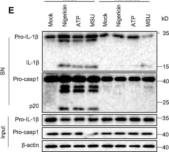 Manoalide inhibits the NLRP3 inflammasome activation. (A-C) BMDMs were primed with LPS for 3 h and then were pretreated with 125, 250, 500 nM manoalide before stimulation with nigericin for 15 min (A) ELISA of mature IL-1 beta  in supernatant from BMDMs. (B) Western blots analysis of supernatant (SN) and cell lysates (Input) from BMDMs. (C) LDH release in the supernatant from BMDMs. (D) ELISA of mature IL-1 beta  and (E) Western blots of SN and Input from BMDMs primed with LPS and stimulated with nigericin, MSU and ATP with or without 500 nM manoalide. (F-H) BMDMs were primed with Pam3K for 3 h and then were pretreated with 125, 250, 500 nM manoalide before stimulation with cytosolic LPS (cLPS) for 16 h. (F) Production of mature IL-1 beta  in supernatant from BMDMs. (G) Western blots analysis of supernatant (SN) and cell lysates (Input) from BMDMs. (H) LDH release in the supernatant from BMDMs. (I) ELISA of mature human IL-1 beta  in supernatant from PBMCs primed with LPS for 3 h and then were pretreated with 125, 250, 500 nM manoalide before stimulation with nigericin. Data are derived from three independent experiments (A,C,D,F,H,I) and displayed as mean and SEM (n = 6) or represent three independent experiments (B,E,G). Statistically significant difference was calculated by unpaired Student’s t-test: ***p < 0.001. Image collected and cropped by CiteAb from the following open publication (//pubmed.ncbi.nlm.nih.gov/35252186), licensed under a CC-BY license. Not internally tested by R&D Systems.