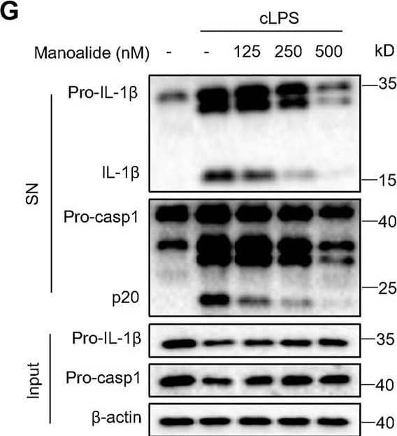 Manoalide inhibits the NLRP3 inflammasome activation. (A-C) BMDMs were primed with LPS for 3 h and then were pretreated with 125, 250, 500 nM manoalide before stimulation with nigericin for 15 min (A) ELISA of mature IL-1 beta  in supernatant from BMDMs. (B) Western blots analysis of supernatant (SN) and cell lysates (Input) from BMDMs. (C) LDH release in the supernatant from BMDMs. (D) ELISA of mature IL-1 beta  and (E) Western blots of SN and Input from BMDMs primed with LPS and stimulated with nigericin, MSU and ATP with or without 500 nM manoalide. (F-H) BMDMs were primed with Pam3K for 3 h and then were pretreated with 125, 250, 500 nM manoalide before stimulation with cytosolic LPS (cLPS) for 16 h. (F) Production of mature IL-1 beta  in supernatant from BMDMs. (G) Western blots analysis of supernatant (SN) and cell lysates (Input) from BMDMs. (H) LDH release in the supernatant from BMDMs. (I) ELISA of mature human IL-1 beta  in supernatant from PBMCs primed with LPS for 3 h and then were pretreated with 125, 250, 500 nM manoalide before stimulation with nigericin. Data are derived from three independent experiments (A,C,D,F,H,I) and displayed as mean and SEM (n = 6) or represent three independent experiments (B,E,G). Statistically significant difference was calculated by unpaired Student’s t-test: ***p < 0.001. Image collected and cropped by CiteAb from the following open publication (//pubmed.ncbi.nlm.nih.gov/35252186), licensed under a CC-BY license. Not internally tested by R&D Systems.
