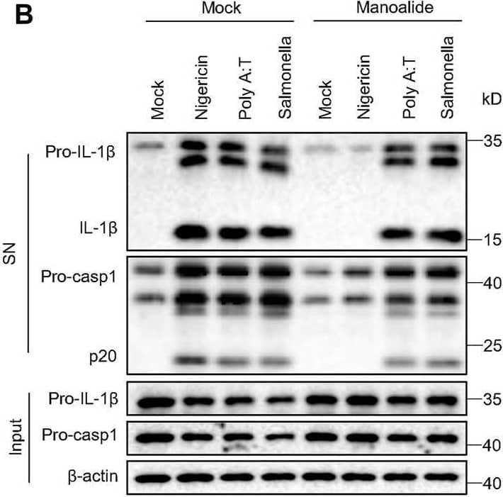 Manoalide has no effects on the activation of AIM2 inflammasome, IPAF inflammasome or Pyrin inflammasome. (A) ELISA of mature IL-1 beta  and (B) Western blots of SN and Input from BMDMs primed with LPS and stimulated with nigericin, Poly (A:T) or salmonella (MOI = 10) with or without 500 nM manoalide. (C) ELISA of mature IL-1 beta  in SN from BMDMs primed with LPS and then were pretreated with 500 nM manoalide before stimulation with C3 toxin. Data are derived from three independent experiments (A,C) and displayed as mean and SEM (n = 6) or represent three independent experiments (B). Statistically significant difference was calculated by unpaired Student’s t-test: ***p < 0.001. Image collected and cropped by CiteAb from the following open publication (//pubmed.ncbi.nlm.nih.gov/35252186), licensed under a CC-BY license. Not internally tested by R&D Systems.