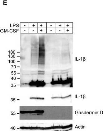 IL‐1 beta  secretion occurs independently of pore formationWild‐type and GsdmD−/− HoxB8 macrophages were treated as indicated for 16 h. Supernatants were analyzed for IL‐1 beta  secretion by ELISA.HoxB8 macrophages were seeded in an 8‐well Ibidi chamber and treated for 14 h with LPS and GM‐CSF. Cells were fixed and stained for gasdermin D (green), IL‐1 beta  (red), and DAPI (blue). Images were taken at the Zeiss LSM880 Confocal microscope.HoxB8 macrophages were co‐stimulated with three different PEG 3 mM for 16 h as indicated. Supernatants were analyzed for IL‐1 beta  secretion by ELISA.HoxB8 macrophages were seeded in a 96‐well microplate and treated as indicated. Before treatment, SYTOX green was added and cells were imaged in an IncuCyte incubator microscope every hour for 16 h. Shown is the SYTOX green signal normalized to the total cell area.Wild‐type and GsdmD−/− HoxB8 macrophages were treated as indicated for 16 h. Proteins were extracted and analyzed for IL‐1 beta  ubiquitination by western blot.Data information: n ≥ 3 biological replicates (every dot represents one biological replicate). For all panels, error bars are SEM. Significance was calculated using one‐way ANOVA with multiple comparisons, or two‐way ANOVA to compare across genotypes. P‐values are shown. Microscopy pictures and westerns are representative images from three biological replicates. Scale bars in microscopy images represent 10 µm.Source data are available online for this figure. Image collected and cropped by CiteAb from the following open publication (//pubmed.ncbi.nlm.nih.gov/35695080), licensed under a CC-BY license. Not internally tested by R&D Systems.