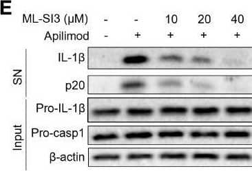 Apilimod damage the mitochondria through inducing lysosomal calcium flux. (A, B) BMDMs were first primed with LPS for 3 hours, then pretreated with BAPTA-AM (25 μM, 50 μM) for 30 minutes, and stimulated with apilimod for 2 hours. (A) Fluo-4 AM (5 μM) staining of BMDMs after apilimod treatment, FACS analysis was conducted to show changes in cell calcium flux. (B) ELISA of IL-1 beta  in culture supernatants. (C–E) LPS-primed BMDMs pretreated with ML-SI3 for 30 min and then stimulated with apilimod. (C) Fluo-4 AM staining of BMDMs after apilimod treatment, FACS analysis was conducted to show changes in cell calcium flux. (D) ELISA of IL-1 beta  in culture supernatants.(E) Western blot of IL-1 beta , cleaved caspase-1 in supernatants (SN) and pro-IL-1 beta , pro-caspase-1 (pro-casp1),  beta –actin in cell lysate. (F, G) BMDMs transfected with siRNA against Trpml1 or control siRNA were primed with LPS for 3 h and were then treated with apilimod or nigericin. The supernatant of the cell culture was collected. (F)Trpml1 mRNA in BMDMs. (G) ELISA of IL-1 beta  in the supernatants of BMDMs. (H) LPS-primed THP-1 cells were pretreated with BAPTA-AM (50 μM) or ML-SI3 (40 μM) for 30 minutes, and stimulated with apilimod for 2 hours. subsequently stained with MitoTracker deep red (50 nM) and MitoTracker green (50 nM). Analysis by FACS of THP1 cells. The data are from three independent experiments with biological duplicates in each and are shown as the mean ± SEM values (n = 3) or are representative of three independent experiments. One-way ANOVA was applied to calculate statistical significance: **P < 0.01; ***P < 0.001. Image collected and cropped by CiteAb from the following open publication (//pubmed.ncbi.nlm.nih.gov/37359517), licensed under a CC-BY license. Not internally tested by R&D Systems.