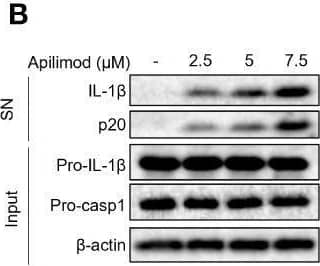 Apilimod induces caspase-1 activation and IL-1 beta  secretion. (A–E) BMDMs were first primed with LPS for 3 h, then stimulated with doses of apilimod (2.5-7.5 μM) for 2 hours. The supernatant of the cell culture was collected. (A) ELISA of IL-1 beta  releases in culture supernatants. (B) Immunoblot analysis of Active IL-1 beta  and p20 (cleaved caspase-1) in supernatants (SN) and pro-IL-1 beta , pro-caspase-1 (pro-casp1) and  beta -actin in cell lysates (Input). (C) The release of LDH in supernatants (D) TNF-alpha  and (E) IL-6 secretion levels in supernatants were detected by ELISA. (F) Immunoblot analysis of cleaved IL-1 beta  and caspase-1 (p20) in culture supernatants (SN) and inactive precursor molecule (pro– IL-1 beta , pro–caspase-1(pro-casp1) in cell lysates (Input) of PMA-differentiated THP-1 cells stimulated with different doses of apilimod. (G) IL-1 beta  secretion levels of PBMCs in supernatants were determined by ELISA. The data are from three independent experiments with biological duplicates in each and are shown as the mean ± SEM values (n = 4 or 3) or are representative of three independent experiments. One-way ANOVA was applied to calculate statistical significance: ***P < 0.001. Image collected and cropped by CiteAb from the following open publication (//pubmed.ncbi.nlm.nih.gov/37359517), licensed under a CC-BY license. Not internally tested by R&D Systems.