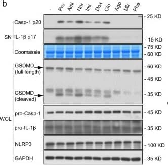 Multiple TCAs specifically induce the NLRP3 inflammasome activation by triggering upstream signaling events. a The structures of these antidepressants. b LPS-primed BMDMs were stimulated with protriptyline, amitriptyline, nortriptyline, imipramine, doxepin, clomipramine, agomelatine, mirtazapine, and phenothiazine. Western blot assessed the expression of caspase-1 and IL-1 beta  in SN and GSDMD cleavage in WCL. c BMDMs were incubated with LPS and MCC950 and then treated with imipramine, amitriptyline, protriptyline and nortriptyline. The expressions of IL-1 beta  and caspase-1 in SN as well as GSDMD cleavage in WCL were evaluated using western blotting. dNlrp3−/− BMDMs were incubated with LPS followed by imipramine, amitriptyline, protriptyline and nortriptyline stimulation. The expression of IL-1 beta  and caspase-1 in SN and GSDMD cleavage in WCL were measured by western blotting. e BMDMs or hepatocytes were pretreated with LPS and MCC950 and then treated with nortriptyline, western blot was used to measure the expression of caspase-1 in SN. f BMDMs or Kupffer cells were incubated with LPS and MCC950 followed by nortriptyline treatment. The expression of caspase-1 in SN were assessed by western blot Image collected and cropped by CiteAb from the following open publication (//pubmed.ncbi.nlm.nih.gov/37231437), licensed under a CC-BY license. Not internally tested by R&D Systems.