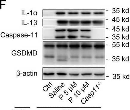 A 1-hydroxy phenothiazinium-based small molecule inhibits OMV-mediated cytotoxicity and cytokine release in vitro.A Scheme showing the screening strategy to identify potent inhibitors of caspase-11 signaling; B Drug-like properties of PHZ-OH; C Cytotoxicity and IL-1 alpha  secretion of wild type (WT), Casp11−/−, Gsdmd−/−, or Nlrp3−/− mouse peritoneal macrophages under a treatment of PHZ-OH (5 μM), and/or a challenge of OMV (10 μg/mL) or E. coli (a MOI of 10) for 16 h; D Caspase-11 mRNA level and cytotoxicity of macrophages primed using LPS (1 μg/mL), Pam3cSK4 (1 μg/mL) or Poly(I:C) (1 μg/mL) for 3 h and challenged with OMV (10 μg/mL) or E. coli (a MOI of 10) for 16 h in the presence or absence of PHZ-OH (5 μM); E TLR4-dependent cytokines (TNF alpha  and IL-6) released from WT or Casp11−/− macrophages under a treatment of saline or PHZ-OH (5 μM), and/or a challenge of OMV (10 μg/mL) for 16 h; F Western blots for IL-1 alpha , IL-1 beta  and caspase-11 expression and GSDMD cleavage in saline-treated or OMV-challenged macrophages under a treatment of saline or different doses of PHZ-OH (P, 5 or 10 μM); G–J LDH (G or I) and IL-1 alpha  as well as IL-1 beta  (H or J) released from mouse peritoneal macrophages (WT and Casp11−/−) or THP-1 cells (Transfected with control or caspase-4 siRNA), respectively, in the presence of different concentrations of PHZ-OH (1, 2, 4 μM) and challenged with OMV (10 μg/mL) for 16 h. Data are shown as mean ± SEM of three independent experiments. *P < 0.05. ns, not significant. Image collected and cropped by CiteAb from the following open publication (//pubmed.ncbi.nlm.nih.gov/35982051), licensed under a CC-BY license. Not internally tested by R&D Systems.