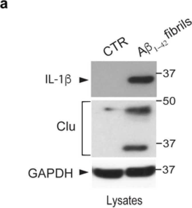 Astrocytes activation upon A beta 1-42 fibrils. (a) Cell lysates of primary astrocytes treated with 10 μM A beta 1-42 fibrils for 16 h, or with 10 mM-DMSO HCl as a control, were subjected to immunoblotting using IL-1 beta , clusterin (Clu) and GAPDH antibodies. Data are representative of several independent experiments (IL-1 beta : n = 10, clusterin: n = 4). (b) ROS mean signal intensity was assessed in primary astrocytes exposed to 10 μM A beta 1-42 fibrils for 16 h or to 10 mM-DMSO HCl as a control. Data are representative of five independent experiments and are expressed as mean ± SEM. Data were analyzed using unpaired t-test, *** p < 0.0001. (c) Representative cytofluorimetric profile and MFI values of astrocytes exposed to 10 µM FAM-A beta  fibrils for different time points (1 h, 2 h and 4 h). The control curve represents the autofluorescence level of untreated cells. (d) Representative images of astrocytes exposed to A beta 1-42 fibrils for 2 h, fixed and immunostained for A beta 1-42 (green) and GFAP (red). Nuclei were stained with DAPI (blue). Scale bar 10 µm. Image collected and cropped by CiteAb from the following open publication (//pubmed.ncbi.nlm.nih.gov/36830676), licensed under a CC-BY license. Not internally tested by R&D Systems.
