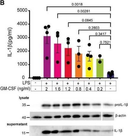 GM‐CSF induces NLRP3‐dependent IL‐1 beta  secretionBMDMM were treated as indicated with either 60 ng/ml ultra‐pure (UP) LPS, 50 ng/ml human‐derived recombinant GM‐CSF, 40 µM WEHD‐FMK for 16 h, or 5 µM nigericin for the last hour. Supernatants were then analyzed for IL‐1 beta  secretion by ELISA.HoxB8 macrophages were treated with the indicated dilutions of GM‐CSF using supernatants from GM‐CSF‐expressing cells. Shown are ELISA analysis of IL‐1 beta  secretion in supernatants and western blots indicating IL‐1 beta  expression in lysates.HoxB8 macrophages of the indicated genotypes were treated as indicated with 60 ng/ml UP‐LPS, 1% GM‐CSF containing supernatant (approximately 2 ng/ml GM‐CSF), 40 µM WEHD.FMK, and 0.5 µM CRT‐0066101 for 16 h; 5 µM nigericin was added for the last hour. Supernatants were analyzed by ELISA for IL‐1 beta . Inlay panels show western blots for levels of IL‐1 beta  expression in the indicated knockouts.HoxB8 cells were treated with 60 ng/ml of UP‐LPS, 1% GM‐CSF supernatant, 50 mM KCl, and 5 µM nigericin as indicated for 16 h before supernatants were analyzed for IL‐1 beta  by ELISA. Data information: n ≥ 3 biological replicates (every dot represents one biological replicate). For all panels, error bars are SEM. Significance was calculated using one‐way ANOVA with multiple comparisons or two‐way ANOVA to compare across genotypes. P‐values are shown. Source data are available online for this figure. Image collected and cropped by CiteAb from the following open publication (//pubmed.ncbi.nlm.nih.gov/35695080), licensed under a CC-BY license. Not internally tested by R&D Systems.