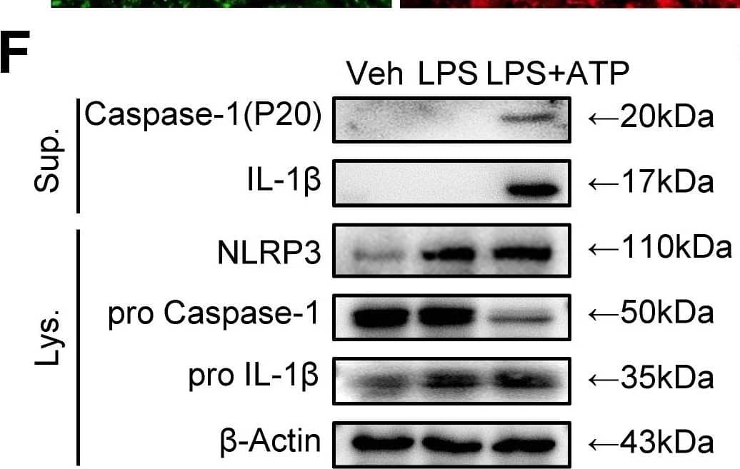  NLRP3 inflammasome activation in MSC-mediated mandibular healing. Two-month-old WT or Prx1-Cre/ROSAnTnG mice used, as specified in the figure legends. Mice received mandibular osteotomy surgery & sacrificed at various time points during healing, N=4. (F-H) M-MSCs from WT mice cultured & stimulated with or without 10 μg/ml LPS ± 5 mM ATP during culture, as indicated in the figures. (F) WB of cell lysates & supernatants from M-MSCs cultures.  Image collected & cropped by CiteAb from the following open publication (//pubmed.ncbi.nlm.nih.gov/36778113), licensed under a CC-BY license. Not internally tested by R&D Systems.