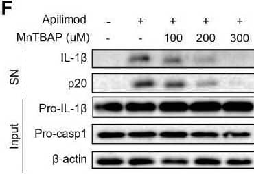 Apilimod mediates inflammasome activation through mitochondrial damage and reactive oxygen species production. (A) Analysis by confocal microscopy of LPS-primed BMDMs stimulated with nigericin or apilimod and subsequently stained with MitoTracker Red (50 nM) follow by the DNA-binding dye DAPI (blue). Scale bar, 20 μm. (B) Analysis by FACS of THP1 cells stimulated with nigericin or apilimod and subsequently stained with MitoTracker deep red (50 nM) and MitoTracker green (50 nM). (C, D) Analysis by confocal microscopy and FACS of BMDMs stimulated with nigericin or apilimod and subsequently stained with MitoSOX Red (1 μM). Scale bar, 20 μm. (E, F) LPS-primed BMDMs were pretreated with a ROS inhibitor (MnTBAP, 150 μM) for 30 min and then stimulated with apilimod for 2 hours. (E) ELISA of IL-1 beta  in culture supernatants. (F) Western blot of IL-1 beta , cleaved caspase-1 in supernatants (SN) and pro-IL-1 beta , pro-caspase-1,  beta –actin in cell lysate (Input). The data are from three independent experiments with biological duplicates in each and are shown as the mean ± SEM values (n = 3 or 4) or are representative of three independent experiments. One-way ANOVA was applied to calculate statistical significance: ***P < 0.001. Image collected and cropped by CiteAb from the following open publication (//pubmed.ncbi.nlm.nih.gov/37359517), licensed under a CC-BY license. Not internally tested by R&D Systems.