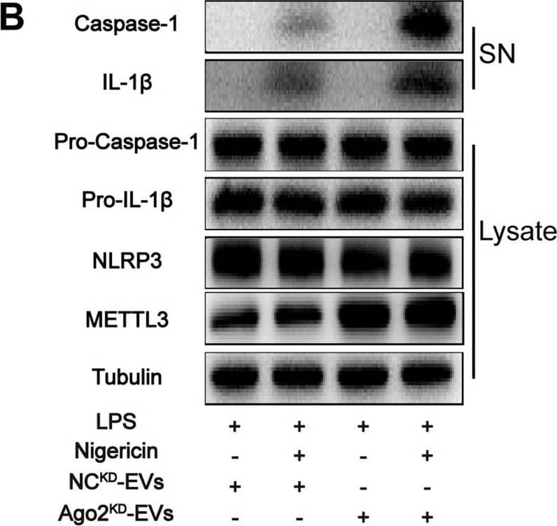 miR-1208 is the key miRNA bind to METTL3 in EVs to exert anti-inflammatory effects. A. Western blot analysis of Ago-2 expression in hucMSCs lysates. B. Western blot analysis of IL-1 beta  and cleaved caspase-1 levels in culture SN and pro-IL-1 beta , pro-caspase-1, NLRP3, and METTL3 levels in macrophage cell lysates in each group. C. Heat map of miRNA levels in hucMSCs-EVs (n = 3, Student’s t test). D. Four most significantly upregulated miRNAs in hucMSCs-EVs. E. The target sequence of miR-1208 estimated within 3′-UTR of METTL3. F. Western blot analysis of IL-1 beta  and cleaved caspase-1 levels in culture SN and pro-IL-1 beta , pro-caspase-1, NLRP3, and METTL3 levels in macrophage cell lysates in each group. G. Luciferase reporter assay showing that METTL3 is the target gene for miR-1208 (n = 3, Student’s t test) Image collected and cropped by CiteAb from the following open publication (//pubmed.ncbi.nlm.nih.gov/35842714), licensed under a CC-BY license. Not internally tested by R&D Systems.