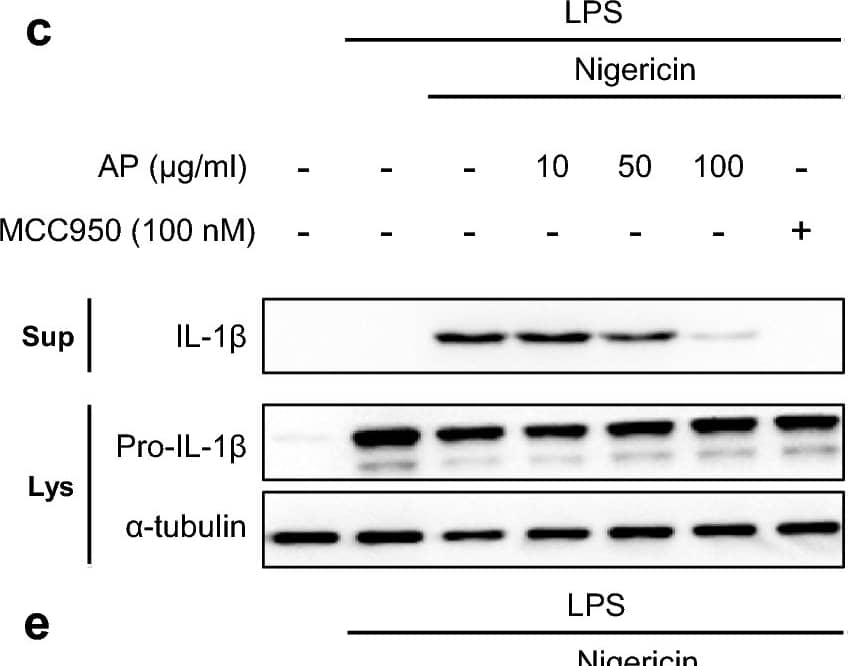 AP specifically reduces NLRP3 inflammasome activation. (a,b) Cell viability assays of J774A.1 cells (a) and differentiated THP-1 cells (b) treated with AP (10 μg/mL, 50 μg/mL, 100 μg/mL) for 2 h. Cell viability was analyzed by EZ-CYTOX, measured at a wavelength of 450 nm. Ns not significant. (c–e) Western blots of IL-1 beta  in the supernatants (Sup), pro-IL-1 beta  and  alpha -tubulin in the soluble lysates (Lys) of treated cells. LPS-primed J774A.1 cells were treated with AP for 2 h and activated for 30 min with nigericin (10 μM) (c) or ATP (5 mM) (d) with or without MCC950, differentiated, and LPS-primed THP-1 cells were treated with AP for 2 h and activated for 30 min with nigericin (10 μM) with or without MCC950 (e). (f,g) LPS-primed J774A.1 cells were treated with AP for 2 h and activated for 3 h with transfection of dsDNA (2 μg/mL) (f) or flagellin (1.25 μg/mL) (g). Image collected and cropped by CiteAb from the following open publication (//www.nature.com/articles/s41598-024-55651-z), licensed under a CC-BY license. Not internally tested by R&D Systems.