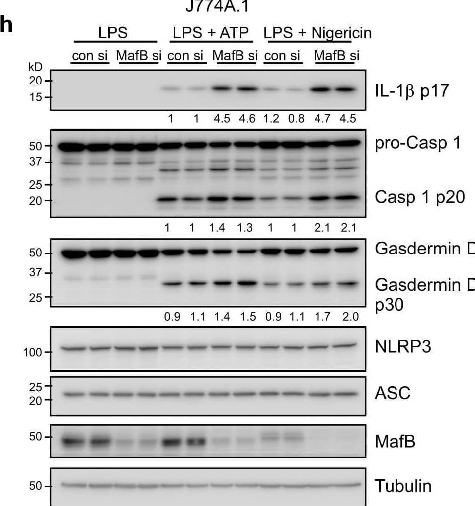 MafB knockdown promotes the activation of the NLRP3 inflammasome.a–c PMs were transfected with 50 nM control or MafB siRNAs. Forty-eight hours after transfection,  were treated with 100 ng/ml LPS for 3 h.  were then washed & stimulated with or without ATP (5 mM), Nigericin (5 uM) or MSU (1 mM) in serum-free media for an additional 1 h. Levels of the supernatant IL-1 beta  (a) & IL-18 (b) were determined by ELISA. Levels of the supernatant LDH (c) were determined by LDH assay. d PMs were transfected, primed & stimulated with the NLRP3 agonists as in (a). Supernatant proteins were precipitated by TCA & combined with the respective cellular extracts. Levels of the indicated proteins were determined by WBting. Vertically stacked bands originate either from a single membrane or from a replicate membrane, with the same sample loadings. e, f PMs were transfected with control siRNAs or MafB siRNAs. Forty-eight hours after transfection,  were primed with LPS for 3 h, followed by stimulation with or without Nigericin for 1 h.  were then fixed with 4% PFA & subjected to immunofluorescence staining for ASC. Scale bars: 100 μm (e). ASC specks in the  were quantified (f). n = 3–8. g, h J774A.1 macrophages were transfected with control siRNAs or MafB siRNAs. 48 h after transfection,  were primed with LPS for 4 h, followed by stimulation with or without ATP (5 mM) or Nigericin (10 μM) for 1 h. Levels of the supernatant IL-1 beta  & LDH were determined (g). Levels of the indicated proteins in the supernatants &  were determined by WBting (h). Vertically stacked bands originate either from a single membrane or from a replicate membrane, with the same sample loadings. Mean ± SD; *P < 0.05, **P < 0.01, ***P < 0.001. Representative of three independent experiments. LDH lactate dehydrogenase. Image collected & cropped by CiteAb from the following open publication (//pubmed.ncbi.nlm.nih.gov/37845329), licensed under a CC-BY license. Not internally tested by R&D Systems.