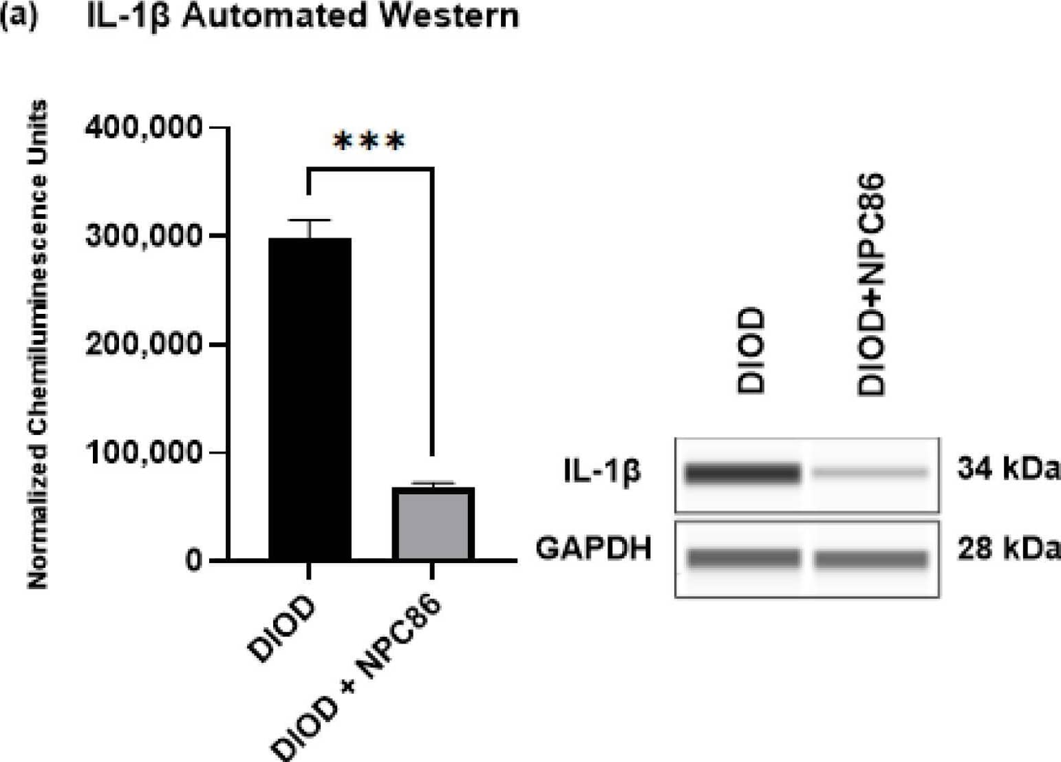 NPC86 reduces IL-1 beta  protein levels. (a) An automated Western blot analysis using JESS was performed on adipose tissue from DIOD and DIOD + NPC86 (500 ng/kg b.w.) mice using antibodies against IL-1 beta  and GAPDH. Representative blots and quantification are displayed. A statistical analysis was performed in GraphPad Prism using an unpaired t-test (n = 3 per group). The data are presented as mean ± SEM, with statistical significance indicated as *** p < 0.001. (b) The serum concentrations of IL-1 beta , GM-CSF, G-CSF, and MCP-1 were measured by ELISA in DIOD and DIOD + NPC86 (500 ng/kg and 1 μg/kg b.w.) mice. A statistical analysis was performed in GraphPad Prism using an unpaired t-test (n = 3 per group). The data are presented as mean ± SEM, with statistical significance indicated as * p < 0.05, ** p < 0.01. Image collected and cropped by CiteAb from the following open publication (//pubmed.ncbi.nlm.nih.gov/40332318), licensed under a CC-BY license. Not internally tested by R&D Systems.