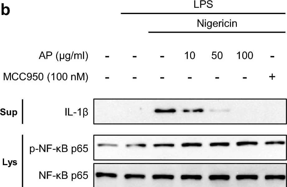 AP does not affect the NF-kappa B signaling pathway. (a) 293 T cells were transfected with the pGL4.32 luciferase reporter vector and treated with TNF-alpha  (20 ng/mL) for 5 h with or without AP. Luciferase activity was analyzed using the Promega Bright-Glo™ Luciferase Assay System. (b) LPS-primed J774A.1 cells were treated with AP for 2 h and activated for 30 min with nigericin (10 μM). IL-1 beta  in the supernatants (Sup), phospho-NF-kappa B and NF-kappa B in the soluble lysates (Lys) were analyzed using a Western blot. Image collected and cropped by CiteAb from the following open publication (//www.nature.com/articles/s41598-024-55651-z), licensed under a CC-BY license. Not internally tested by R&D Systems.