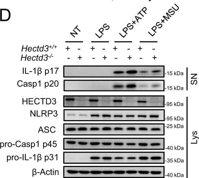 Quercetin inhibits auto-reactive NLRP3 inflammasome.(A) IL-1 beta  concentrations in Nlrp3A350V/A350V and WT BMDM culture supernatants primed with LPS (500 ng/ml) for 90 min and treated with quercetin 1 h after LPS. (B) Supernatants of BMDM were analyzed by anti-ASC, anti-Caspase-1 immunoblotting. Lysates of BMDM were analyzed by anti-IL-1 beta  and anti-beta -actin immunoblotting. Data shown are representative of two or more experiments (means ± SD) ***p p>0.001,***p 0.05; *P < 0.05; **P < 0.01; ***P < 0.001, two-tailed unpaired Student’s t test was used. Image collected and cropped by CiteAb from the following open publication (//www.nature.com/articles/s41419-024-06473-4), licensed under a CC-BY license. Not internally tested by R&D Systems.