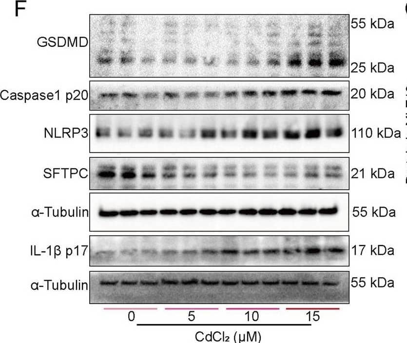 Pyroptosis is the primary mode of AEC death induced by cadmium. MLE12 cells were treated with different concentrations of CdCl2 for 24 h. Cell morphology was photographed through a microscope (A, bar = 100 μm). Cell viability was detected by CCK8 assay (B, n = 5). The LDH activity of the cell culture supernatant was assayed (C, n = 3). The Pan-caspase inhibitor (ZVAD-FMK) but not the necroptosis or ferroptosis inhibitor restored cell viability within 24 h of CdCl2 incubation (D, n = 5). Cell morphology was photographed through a microscope (E, bar = 100 μm). The expressions of SPC, NLRP3, pro-Caspase1, Caspase1 p20, IL-1 beta  p17, and GSDMD-N protein in MLE12 cells were detected using western blot (F-G, n = 3). The fluorescence intensity of GSDMD was detected by immunofluorescence (H, bar = 5 μm). Data are expressed as the mean ± SD. Differences among multiple groups were performed using ANOVA. Tukey’s test was used as a post hoc test for pairwise comparisons. *P < 0.05, **P < 0.01, and ***P < 0.001 Image collected and cropped by CiteAb from the following open publication (//pubmed.ncbi.nlm.nih.gov/39587603), licensed under a CC-BY license. Not internally tested by R&D Systems.