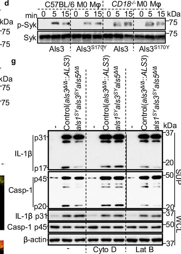 The CR3-Als3 complex at the F-actin cuff promotes Syk phosphorylation and inflammasome activation. A Immunoblot analysis of p-Syk from C57BL/6 and CD18−/− M0 BMDM (without GM-CSF priming) lysates after stimulation with C. albicans hyphae for indicated periods. Total Syk served as a loading control. b WT M0 BMDMs were pretreated with anti-CD11b blocking antibody (M1/70, 10 μg/mL) for 30 min before stimulation with C. albicans hyphae. Cell lysates were subjected to immunoblot analysis of p-Syk and total Syk. IgG2b,  kappa  was used as an isotype control. c Immunoblot analysis of p-Syk and total Syk from C57BL/6 or CD18−/− M0 BMDMs after WT, als1 delta / delta als3 delta / delta , or als1 delta / delta als3S170Y hyphal infection. d Immunoblot analysis of p-Syk from C57BL/6 and CD18−/− M0 BMDM (without GM-CSF priming) lysates after stimulation with 15 µg ml-1 Als3 or Als3S170Y for indicated periods. Total Syk served as a loading control. e Immunofluorescence images of M0 BMDMs after stimulation with C. albicans hyphae expressing TagBFP for 20 min. p-Tyr, CD11b, and F-actin were analyzed. Scale bars, 7.5 µm. f Immunofluorescence images of M1 BMDMs after infection with C. albicans hyphae expressing TagBFP for 20 min. p-Syk, CD11b, and Dectin-2 were analyzed. Scale bar, 7.5 µm. g Immunoblot analysis of caspase-1 and IL-1 beta  after infection with C. albicans hyphae in BMDMs with or without Cyto D and Lat B. Hyphae were induced in RMPI medium a–c, e, f and SC medium plus GlcNAc g. Each experiment was repeated three times independently. Data in g are presented as mean ± SEM. P values in g were determined by one-way ANOVA (Tukey’s multiple comparisons test). ns not significant. Source data are provided as a Source Data file. Image collected and cropped by CiteAb from the following open publication (//www.nature.com/articles/s41467-024-48093-8), licensed under a CC-BY license. Not internally tested by R&D Systems.