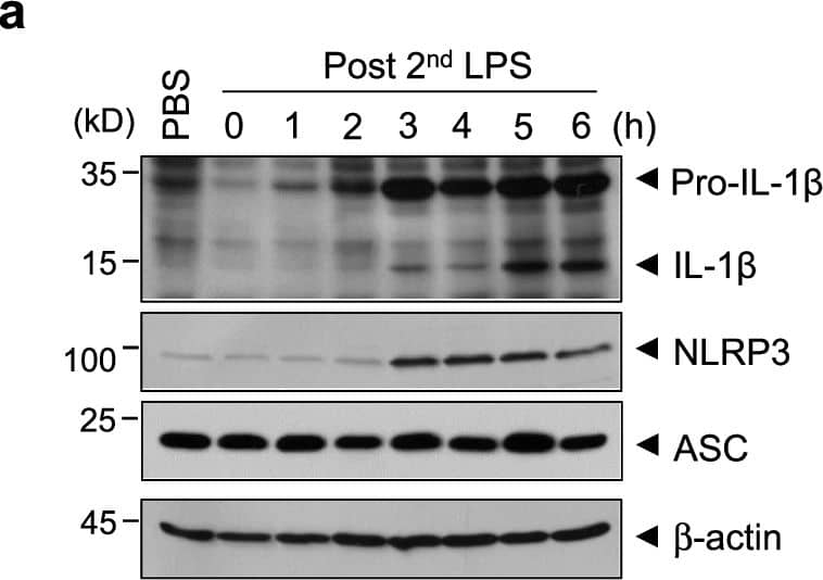 Neutrophil recruitment contributes to BBB disruption following peripheral inflammatory stimulation.a Representative immunoblots detecting pro-IL-1 beta , IL-1 beta , and NLRP3 in brain lysates of WT mice at different time points (0, 1 ~ 6 h) after the second LPS injection. b, c Quantification of brain-infiltrating myeloid cells or neutrophils in the brain of WT mice upon PBS or repeated LPS injection at different time points by flow cytometry. (1 ~ 6 h post second LPS injection, n = 5, PBS, 4 h; 6, 3 h; 4, all other group). d Violin plot showing chemokine receptor gene expression in neutrophils of all groups. e Circle plot visualizing cell-cell communication in the CXCL signaling pathways for each experimental group. The plot displays interactions among two cell types in the PBS group and 5 cell types (Endo Endothelial cell, Peri Pericyte, Astro Astrocyte, Micro Microglia, Neutro Neutrophil) in the LPS x2 group. The width and color of arrows represent the probability of interaction. f Quantification of Evans blue depositions in the WT mouse brains upon repeated LPS injection pretreated with IgG (n = 4) or anti-Ly6G (n = 6) antibodies (50 μg, i.p.) 1 h before 1st LPS injection. g Quantification of Evans blue depositions in the WT mouse brains upon repeated LPS injection in the presence of vehicle (n = 6) or anti-CXCR2 antagonist SB225002 (n = 8) treatment (2 mg/kg, i.p.). h Quantification of Evans Blue extravasation into the brain followed by LPS injections in WT and Ccr2−/− mice. n = 5 (WT) or 3 (Ccr2−/−) mice. Error bars, s.e.m. One-way ANOVA with Dunnett post hoc test (b, c) and unpaired two-sided Student’s t test (f, g, h). Source data are provided as a Source Data file. Image collected and cropped by CiteAb from the following open publication (//pubmed.ncbi.nlm.nih.gov/39814731), licensed under a CC-BY license. Not internally tested by R&D Systems.