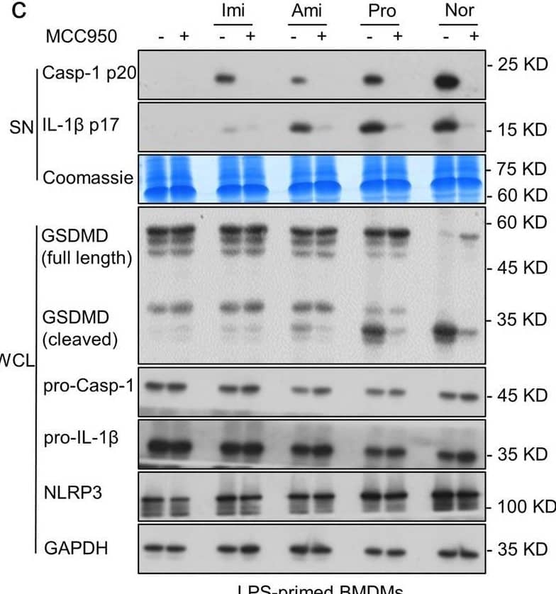Multiple TCAs specifically induce the NLRP3 inflammasome activation by triggering upstream signaling events. a The structures of these antidepressants. b LPS-primed BMDMs were stimulated with protriptyline, amitriptyline, nortriptyline, imipramine, doxepin, clomipramine, agomelatine, mirtazapine, and phenothiazine. Western blot assessed the expression of caspase-1 and IL-1 beta  in SN and GSDMD cleavage in WCL. c BMDMs were incubated with LPS and MCC950 and then treated with imipramine, amitriptyline, protriptyline and nortriptyline. The expressions of IL-1 beta  and caspase-1 in SN as well as GSDMD cleavage in WCL were evaluated using western blotting. dNlrp3−/− BMDMs were incubated with LPS followed by imipramine, amitriptyline, protriptyline and nortriptyline stimulation. The expression of IL-1 beta  and caspase-1 in SN and GSDMD cleavage in WCL were measured by western blotting. e BMDMs or hepatocytes were pretreated with LPS and MCC950 and then treated with nortriptyline, western blot was used to measure the expression of caspase-1 in SN. f BMDMs or Kupffer cells were incubated with LPS and MCC950 followed by nortriptyline treatment. The expression of caspase-1 in SN were assessed by western blot Image collected and cropped by CiteAb from the following open publication (//pubmed.ncbi.nlm.nih.gov/37231437), licensed under a CC-BY license. Not internally tested by R&D Systems.