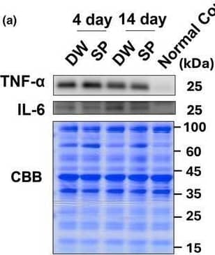 Inflammatory cytokines. (a) Representative images of the bands and Coomassie brilliant blue staining of the total amount of protein; (b) TNF‐ alpha ; (c) IL‐6. The data are presented as the mean ± standard deviation (n = 6 per group). DW, Distilled water group; SP, Spermidine group. Image collected and cropped by CiteAb from the following open publication (//pubmed.ncbi.nlm.nih.gov/39910742), licensed under a CC-BY license. Not internally tested by R&D Systems.