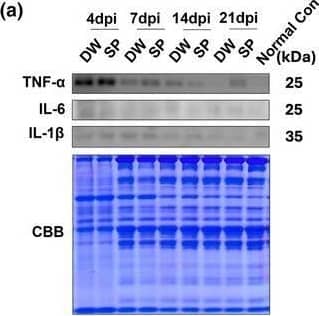 Inflammatory cytokines. (a) Representative band image and Coomassie brilliant blue staining of the total amount of protein; (b) TNF‐ alpha ; (c) IL‐6; and (d) IL‐1 beta . The data are present in each plot as the mean ± standard deviation (n = 6 per group). dpi, days post‐injury; DW, distilled water group; SP, spermidine group. Image collected and cropped by CiteAb from the following open publication (//pubmed.ncbi.nlm.nih.gov/39448391), licensed under a CC-BY license. Not internally tested by R&D Systems.