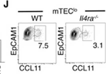 IL4R alpha  Signalling Stimulates CCL11 Production by mTEC.Analysis of TEC subsets in WT and Il4ra-/- mice at d7 post SLI (A), n=9, and (B) analysis of TEC (n=6-8) and T-cell development at d35 (n=11). (C) Representative FACS plots of thymic eosinophils in steady state WT and Il4ra-/- mice. Quantitation of thymus cellularity and thymic eosinophils at d0 (D) and d1 (E) in WT and Il4ra-/- mice, n=9 at d0, n=7-8 at d1. (F) Representative FACs plots of CCL11 expression in thymic stromal populations, showing proportions (G) and quantitation at d0 and d1 (H), with MFI of CCL11 for mTEClo, n=8. (I) qPCR analysis of Ccl11 mRNA expression E15 2-deoxyguanosine thymic organ cultures, treated for 4 days +/- IL4/IL13, with analysis conducted using a one-way ANOVA with Bonferroni post-test. (J) Representative FACS plots for expression of CCL11 by mTEClo in WT (left panel) and Il4ra-/- (right panel) with quantitation shown in (K), n=8. All data from at least 2-3 independent experiments. All bars show mean ± SEM, * p<0.05, ** p<0.01, *** p<0.001, **** p<0.0001 from an unpaired students t-test unless otherwise specified. Image collected and cropped by CiteAb from the following open publication (//pubmed.ncbi.nlm.nih.gov/35275754), licensed under a CC-BY license. Not internally tested by R&D Systems.