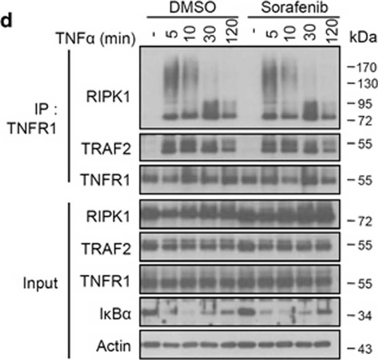 Sorafenib does not influence complex I formation, but protects against necroptosis by targeting the necrosome complex. (a) L929 cells were pretreated with 10 μM Nec-1s, Sorafenib or DMSO for 1 h and stimulated with mTNF (10 ng/ml) for the indicated time. Cells were lysed and immunoblotted with the indicated antibodies. *Phosphorylated RIPK1. (b,c) L929 cells were pretreated with 10 μM DMSO, Nec-1 or Sorafenib for 1 h and stimulated with mTNF (10 ng/ml) for 2 h. The relative mRNA levels of mA20 and mI kappa B-alpha  were analyzed by qRT-PCR. All bars represent mean±S.D.; n=3, ns=non-significant. (d) L929 cells were pretreated with 10 μM Sorafenib or DMSO and stimulated with mTNF (10 ng/ml) for the indicated time. Cell lysates were immunoprecipitated with anti-mTNFR1 antibody. (e,f) L929 (e) and HT-29 (f) cells were pretreated with 10 μM Nec-1, Sorafenib (Sora) or DMSO and stimulated with zVAD (10 μM)+mTNF (5 ng/ml) (L929) or zVAD (30 μM)+BV6 (1 μM)+hTNF (30 ng/ml) (HT-29) for the time indicated. Cell lysates were immunoprecipitated with the indicated antibodies and both immunoprecipitates (IP) and total lysates (input) were immunoblotted with the indicated antibodies (WB) Image collected and cropped by CiteAb from the following open publication (//pubmed.ncbi.nlm.nih.gov/28661484), licensed under a CC-BY license. Not internally tested by R&D Systems.