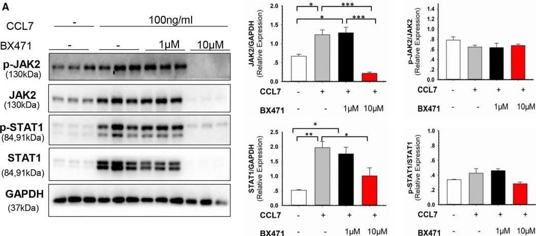 Western Blot CCL7/MCP-3/MARC Antibody [Unconjugated]