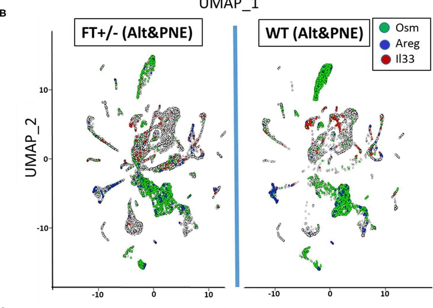 OSM suppresses SMAD signaling. a After pretreatment with the OSM (10 ng per ml) or IL6 (20 ng per ml), C3H/10T1/2 cells were stimulated with TGF-beta 1 (2.5 ng per ml, 12 h) and the relative expression level of  alpha SMA mRNA was calculated. The one-way ANOVA and Dunnett’s multiple comparisons test were used for the statistical analysis (F (2, 6) = 97.35). b Immunoblot analysis of phospho-ERK1/2, total ERK1/2, phospho-SMAD2 linker (Ser245/250/255) and total SMAD2 protein. Thirty minutes after U0126 (20 nM) pretreatment, C3H/10T1/2 cells were stimulated with OSM (10 ng per ml) or IL6 (20 ng per ml) for 30 min. and collected for the analysis. U0126: a selective MEK1/2 inhibitor. c Immunoblot analysis of phospho-SMAD2 C-terminal (Ser465/467) and Lamin A/C. Thirty minutes after OSM (10 ng per ml) pretreatment, C3H/10T1/2 cells were stimulated with TGF-beta 1 (2.5 ng per ml, 12 h) and collected at indicated time points. d After pretreatment with U0126 (20 μM, 60 min) and OSM (10 ng per ml, 30 min), C3H/10T1/2 cells were stimulated with TGF-beta 1 (2.5 ng per ml, 12 h) and the relative expression level of  alpha SMA mRNA was calculated. Two-tailed t-test with Welch’s correction was used for the statistical analysis (t = 3.212, df = 3.172). Data show the mean and the standard deviation (error bar) of technical triplicates from a representative experiment (a, d). *p 1.5. Annotated cell type designation to numbered clusters in (A) is listed as follows; Dendritic, dendritic cells; Endo, endothelial cells; Fib, fibroblasts; ILC, innate lymphoid cells; KC, keratinocytes; Mac, macrophages; PMN, neutrophils; SM, smooth muscle cells; Stem, stem cells. (C) Cell clusters with abundant gene expression of Osm, Areg, and Il33. Image collected and cropped by CiteAb from the following open publication (//pubmed.ncbi.nlm.nih.gov/35387035), licensed under a CC-BY license. Not internally tested by R&D Systems.