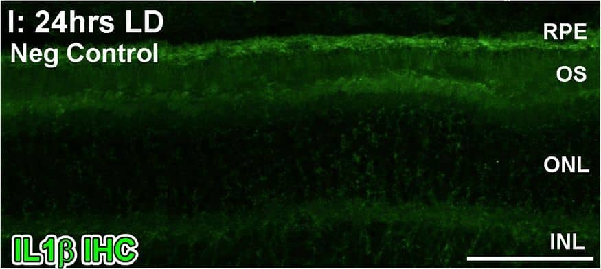 Spatiotemporal analysis of retinal Il-1 beta  protein levels following LD.A-G: Immunohistochemical assessment of Il-1 beta  expression (green) in retinal cryosections over the course of LD. A: Immunoreactivity (IR) for Il-1 beta  protein was not observed in dim-reared animals. B-D: Il-1 beta -IR was present among ramified nuclei situated within the ONL and OS (arrowheads) immediately following exposure to 24hrs LD. E-F: Il-1 beta -IR co-localised with IBA1+ cells (red) situated in the ONL/OS, though was not apparent in IBA1+ cells outside the vicinity of the ONL (asterisks). G-H: Il-1 beta -expressing cells (H, arrowheads) did not show any discernible IR for the M2 marker CD206 (red). I: Negative control sections, in which the primary antibody was omitted, did not show any resemblance to the IR for Il-1 beta  evidenced in C-D at 24hrs LD. J: ELISA for Il-1 beta  protein indicated an increased abundance of the protein immediately after 24hrs LD (P<0.05), and which was virtually undetectable at all other time points. C, choroid; GCL, ganglion cell layer; INL, inner nuclear layer; IHC, immunohistochemistry; ONL, outer nuclear layer; OS, outer segments; RPE, retinal pigment epithelium. The trend in ELISA protein levels was significant by ANOVA (P < 0.05); N = 3 for each timepoint. Image collected and cropped by CiteAb from the following open publication (//pubmed.ncbi.nlm.nih.gov/26630454), licensed under a CC-BY license. Not internally tested by R&D Systems.