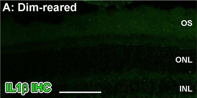 Spatiotemporal analysis of retinal Il-1 beta  protein levels following LD.A-G: Immunohistochemical assessment of Il-1 beta  expression (green) in retinal cryosections over the course of LD. A: Immunoreactivity (IR) for Il-1 beta  protein was not observed in dim-reared animals. B-D: Il-1 beta -IR was present among ramified nuclei situated within the ONL and OS (arrowheads) immediately following exposure to 24hrs LD. E-F: Il-1 beta -IR co-localised with IBA1+ cells (red) situated in the ONL/OS, though was not apparent in IBA1+ cells outside the vicinity of the ONL (asterisks). G-H: Il-1 beta -expressing cells (H, arrowheads) did not show any discernible IR for the M2 marker CD206 (red). I: Negative control sections, in which the primary antibody was omitted, did not show any resemblance to the IR for Il-1 beta  evidenced in C-D at 24hrs LD. J: ELISA for Il-1 beta  protein indicated an increased abundance of the protein immediately after 24hrs LD (P<0.05), and which was virtually undetectable at all other time points. C, choroid; GCL, ganglion cell layer; INL, inner nuclear layer; IHC, immunohistochemistry; ONL, outer nuclear layer; OS, outer segments; RPE, retinal pigment epithelium. The trend in ELISA protein levels was significant by ANOVA (P < 0.05); N = 3 for each timepoint. Image collected and cropped by CiteAb from the following open publication (//pubmed.ncbi.nlm.nih.gov/26630454), licensed under a CC-BY license. Not internally tested by R&D Systems.