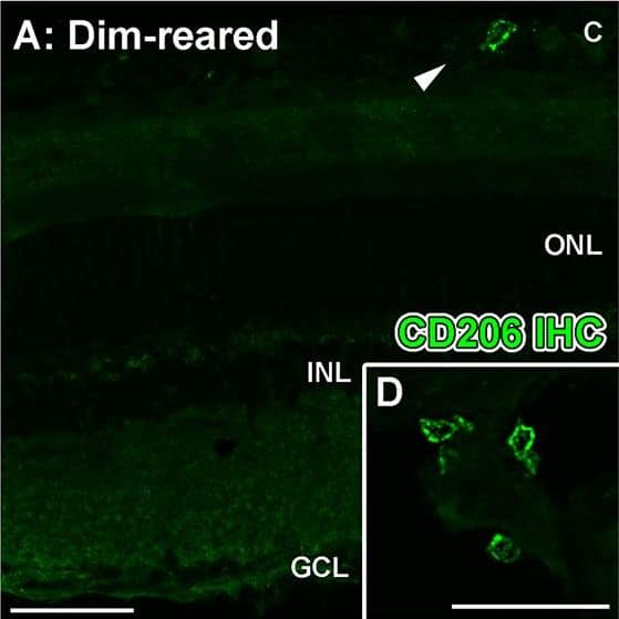 Spatiotemporal analysis of retinal CD206 protein levels following LD.A-L: investigation of CD206 immunoreactivity (IR, green) in retinal cryosections over the course of LD. A-B: In dim-reared animals, immunoreactivity (IR) for Il-1 beta  protein was occasionally observed within nuclei (arrowheads) amongst the choroid (A) and ciliary body (B). C-E: Following 24hrs LD, CD206+ nuclei appeared from the ciliary body (C-D, arrowheads) and among the superficial retinal vasculature (E, arrowhead) F: At 24hrs LD, CD206+ cells were also more abundant within the ciliary body (arrowheads). G-I: There was increased abundance of CD206+ nuclei among optic nerve head (G-H) and superficial retinal vasculature (I) after 3 days post-exposure (arrowheads), compared to 24hrs LD. J: CD206+ cells were occasionally found accumulating within the choroid at 7 days post-exposure (arrowheads). K-L: All IR for CD206 was found to correlate with circular IBA1+ cells (red). M-N: CD206-expressing cells (N, arrowhead) did not show any detectable IR for the M1 marker Il-1 beta  (red). O: Quantification of CD206 protein levels in retinas via ELISA. At 3 and 7 days post-exposure, the levels of CD206 protein were significantly higher compared to dim-reared controls (P<0.05). Progressive increases were observed during the post-exposure period, though this was not significant between 3 and 7 days (P>0.05). C, choroid; GCL, ganglion cell layer; INL, inner nuclear layer; IPL, inner plexiform layer; IHC, immunohistochemistry; ONL, outer nuclear layer; OS, outer segments; RPE, retinal pigment epithelium. The trend in ELISA protein levels was significant by ANOVA (P < 0.05); N = 3 for each timepoint. Image collected and cropped by CiteAb from the following open publication (//pubmed.ncbi.nlm.nih.gov/26630454), licensed under a CC-BY license. Not internally tested by R&D Systems.