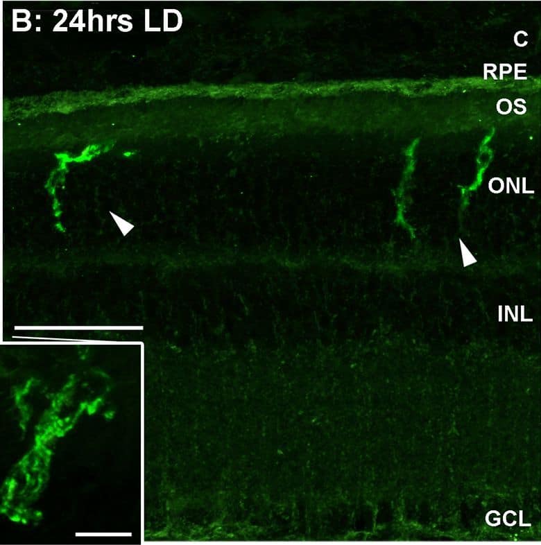 Spatiotemporal analysis of retinal Il-1 beta  protein levels following LD.A-G: Immunohistochemical assessment of Il-1 beta  expression (green) in retinal cryosections over the course of LD. A: Immunoreactivity (IR) for Il-1 beta  protein was not observed in dim-reared animals. B-D: Il-1 beta -IR was present among ramified nuclei situated within the ONL and OS (arrowheads) immediately following exposure to 24hrs LD. E-F: Il-1 beta -IR co-localised with IBA1+ cells (red) situated in the ONL/OS, though was not apparent in IBA1+ cells outside the vicinity of the ONL (asterisks). G-H: Il-1 beta -expressing cells (H, arrowheads) did not show any discernible IR for the M2 marker CD206 (red). I: Negative control sections, in which the primary antibody was omitted, did not show any resemblance to the IR for Il-1 beta  evidenced in C-D at 24hrs LD. J: ELISA for Il-1 beta  protein indicated an increased abundance of the protein immediately after 24hrs LD (P<0.05), and which was virtually undetectable at all other time points. C, choroid; GCL, ganglion cell layer; INL, inner nuclear layer; IHC, immunohistochemistry; ONL, outer nuclear layer; OS, outer segments; RPE, retinal pigment epithelium. The trend in ELISA protein levels was significant by ANOVA (P < 0.05); N = 3 for each timepoint. Image collected and cropped by CiteAb from the following open publication (//pubmed.ncbi.nlm.nih.gov/26630454), licensed under a CC-BY license. Not internally tested by R&D Systems.