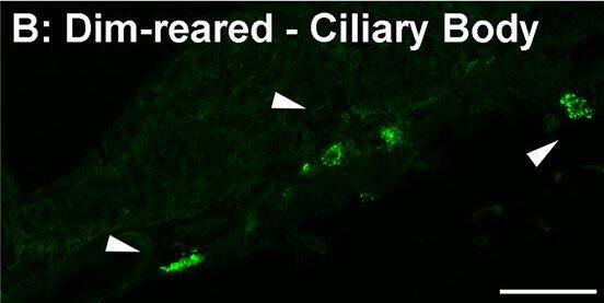 Spatiotemporal analysis of retinal CD206 protein levels following LD.A-L: investigation of CD206 immunoreactivity (IR, green) in retinal cryosections over the course of LD. A-B: In dim-reared animals, immunoreactivity (IR) for Il-1 beta  protein was occasionally observed within nuclei (arrowheads) amongst the choroid (A) and ciliary body (B). C-E: Following 24hrs LD, CD206+ nuclei appeared from the ciliary body (C-D, arrowheads) and among the superficial retinal vasculature (E, arrowhead) F: At 24hrs LD, CD206+ cells were also more abundant within the ciliary body (arrowheads). G-I: There was increased abundance of CD206+ nuclei among optic nerve head (G-H) and superficial retinal vasculature (I) after 3 days post-exposure (arrowheads), compared to 24hrs LD. J: CD206+ cells were occasionally found accumulating within the choroid at 7 days post-exposure (arrowheads). K-L: All IR for CD206 was found to correlate with circular IBA1+ cells (red). M-N: CD206-expressing cells (N, arrowhead) did not show any detectable IR for the M1 marker Il-1 beta  (red). O: Quantification of CD206 protein levels in retinas via ELISA. At 3 and 7 days post-exposure, the levels of CD206 protein were significantly higher compared to dim-reared controls (P<0.05). Progressive increases were observed during the post-exposure period, though this was not significant between 3 and 7 days (P>0.05). C, choroid; GCL, ganglion cell layer; INL, inner nuclear layer; IPL, inner plexiform layer; IHC, immunohistochemistry; ONL, outer nuclear layer; OS, outer segments; RPE, retinal pigment epithelium. The trend in ELISA protein levels was significant by ANOVA (P < 0.05); N = 3 for each timepoint. Image collected and cropped by CiteAb from the following open publication (//pubmed.ncbi.nlm.nih.gov/26630454), licensed under a CC-BY license. Not internally tested by R&D Systems.