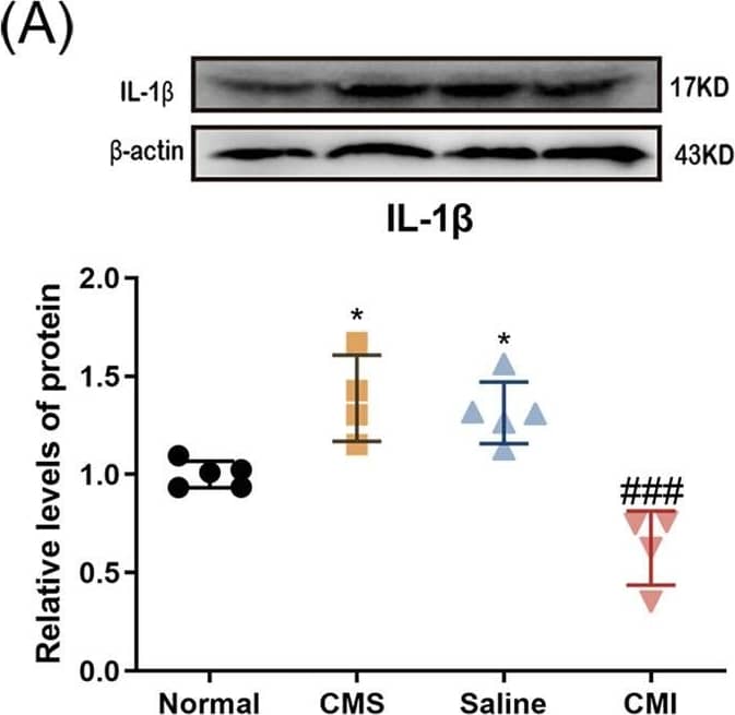 <b>Biological Strategies Validation. </b>The effect of chronic clomipramine treatment on the hippocampal NLRP3 inflammasome level in the CMS-treated rats.The protein levels of A IL-1 beta , B cleaved caspase-1, C NLRP3, D ASC, and E pro-caspase-1 (n = 4/group) were analyzed by western blot. All data are expressed as the mean ± SD. ##p < 0.01, ###p < 0.001 compared to saline-treated rats. *p < 0.05, **p <0.01, ***p < 0.001 compared to non-stressed control rats. Image collected and cropped by CiteAb from the following open publication (//pubmed.ncbi.nlm.nih.gov/35688836), licensed under a CC-BY license. Not internally tested by R&D Systems.