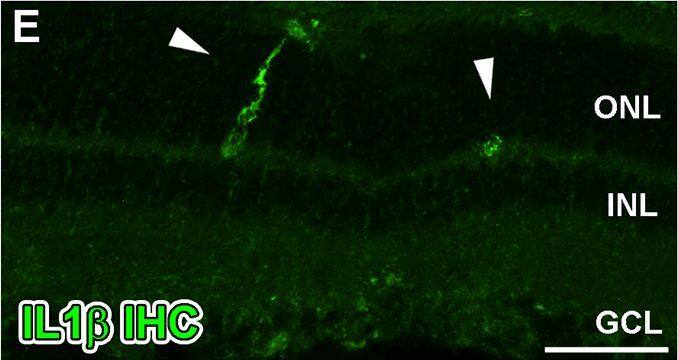 Spatiotemporal analysis of retinal Il-1 beta  protein levels following LD.A-G: Immunohistochemical assessment of Il-1 beta  expression (green) in retinal cryosections over the course of LD. A: Immunoreactivity (IR) for Il-1 beta  protein was not observed in dim-reared animals. B-D: Il-1 beta -IR was present among ramified nuclei situated within the ONL and OS (arrowheads) immediately following exposure to 24hrs LD. E-F: Il-1 beta -IR co-localised with IBA1+ cells (red) situated in the ONL/OS, though was not apparent in IBA1+ cells outside the vicinity of the ONL (asterisks). G-H: Il-1 beta -expressing cells (H, arrowheads) did not show any discernible IR for the M2 marker CD206 (red). I: Negative control sections, in which the primary antibody was omitted, did not show any resemblance to the IR for Il-1 beta  evidenced in C-D at 24hrs LD. J: ELISA for Il-1 beta  protein indicated an increased abundance of the protein immediately after 24hrs LD (P<0.05), and which was virtually undetectable at all other time points. C, choroid; GCL, ganglion cell layer; INL, inner nuclear layer; IHC, immunohistochemistry; ONL, outer nuclear layer; OS, outer segments; RPE, retinal pigment epithelium. The trend in ELISA protein levels was significant by ANOVA (P < 0.05); N = 3 for each timepoint. Image collected and cropped by CiteAb from the following open publication (//pubmed.ncbi.nlm.nih.gov/26630454), licensed under a CC-BY license. Not internally tested by R&D Systems.