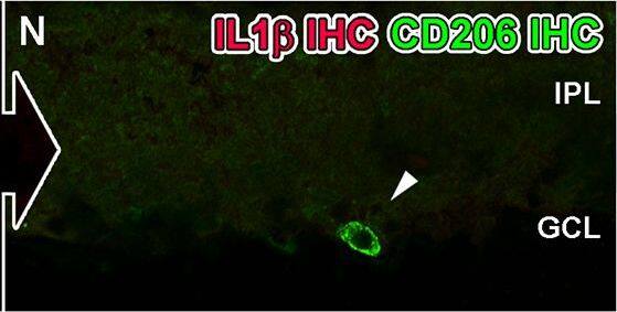 Spatiotemporal analysis of retinal CD206 protein levels following LD.A-L: investigation of CD206 immunoreactivity (IR, green) in retinal cryosections over the course of LD. A-B: In dim-reared animals, immunoreactivity (IR) for Il-1 beta  protein was occasionally observed within nuclei (arrowheads) amongst the choroid (A) and ciliary body (B). C-E: Following 24hrs LD, CD206+ nuclei appeared from the ciliary body (C-D, arrowheads) and among the superficial retinal vasculature (E, arrowhead) F: At 24hrs LD, CD206+ cells were also more abundant within the ciliary body (arrowheads). G-I: There was increased abundance of CD206+ nuclei among optic nerve head (G-H) and superficial retinal vasculature (I) after 3 days post-exposure (arrowheads), compared to 24hrs LD. J: CD206+ cells were occasionally found accumulating within the choroid at 7 days post-exposure (arrowheads). K-L: All IR for CD206 was found to correlate with circular IBA1+ cells (red). M-N: CD206-expressing cells (N, arrowhead) did not show any detectable IR for the M1 marker Il-1 beta  (red). O: Quantification of CD206 protein levels in retinas via ELISA. At 3 and 7 days post-exposure, the levels of CD206 protein were significantly higher compared to dim-reared controls (P<0.05). Progressive increases were observed during the post-exposure period, though this was not significant between 3 and 7 days (P>0.05). C, choroid; GCL, ganglion cell layer; INL, inner nuclear layer; IPL, inner plexiform layer; IHC, immunohistochemistry; ONL, outer nuclear layer; OS, outer segments; RPE, retinal pigment epithelium. The trend in ELISA protein levels was significant by ANOVA (P < 0.05); N = 3 for each timepoint. Image collected and cropped by CiteAb from the following open publication (//pubmed.ncbi.nlm.nih.gov/26630454), licensed under a CC-BY license. Not internally tested by R&D Systems.