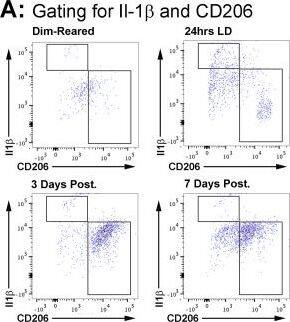Correlation of CD206 and Il-1 beta  immunolabelling within the CD11b+ macrophage population following LD.A: Representative flow cytometry plots examine CD206+ and Il1b+ cell counts within the CD11b population following light damage. For the most part, Il-1 beta  and CD206 cells occupied mutually distinct subsets within the population CD11b cells. B: Quantification of Il-1 beta +/CD206- and CD206+/Il-1 beta - cells as percentage of the CD11b+ population following LD. There was a sharp increase in the proportion of Il-1 beta +/CD206- cells immediately following 24hrs LD (P<0.05), though this then decreased dramatically afterward and was similar to control samples by 7 days (P>0.05). For CD206+/Il-1 beta - cells, there was no change in their proportion at 24hrs LD (P>0.05). At 3 days post-exposure however the proportion of CD206+/Il-1 beta - cells had tripled (P<0.05), though this was then reduced to near control proportions by 7 days post-exposure (P<0.05). The trend of both Il-1 beta +/CD206- and CD206+/Il-1 beta - cells across the time course were significant by ANOVA (P < 0.05); N = 5 for each timepoint. Image collected and cropped by CiteAb from the following open publication (//pubmed.ncbi.nlm.nih.gov/26630454), licensed under a CC-BY license. Not internally tested by R&D Systems.