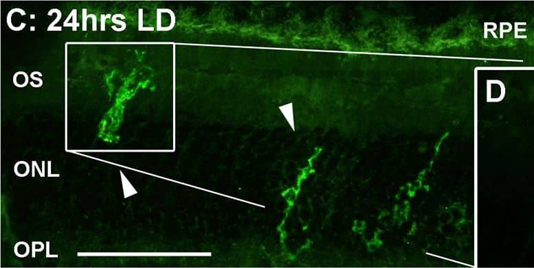Spatiotemporal analysis of retinal Il-1 beta  protein levels following LD.A-G: Immunohistochemical assessment of Il-1 beta  expression (green) in retinal cryosections over the course of LD. A: Immunoreactivity (IR) for Il-1 beta  protein was not observed in dim-reared animals. B-D: Il-1 beta -IR was present among ramified nuclei situated within the ONL and OS (arrowheads) immediately following exposure to 24hrs LD. E-F: Il-1 beta -IR co-localised with IBA1+ cells (red) situated in the ONL/OS, though was not apparent in IBA1+ cells outside the vicinity of the ONL (asterisks). G-H: Il-1 beta -expressing cells (H, arrowheads) did not show any discernible IR for the M2 marker CD206 (red). I: Negative control sections, in which the primary antibody was omitted, did not show any resemblance to the IR for Il-1 beta  evidenced in C-D at 24hrs LD. J: ELISA for Il-1 beta  protein indicated an increased abundance of the protein immediately after 24hrs LD (P<0.05), and which was virtually undetectable at all other time points. C, choroid; GCL, ganglion cell layer; INL, inner nuclear layer; IHC, immunohistochemistry; ONL, outer nuclear layer; OS, outer segments; RPE, retinal pigment epithelium. The trend in ELISA protein levels was significant by ANOVA (P < 0.05); N = 3 for each timepoint. Image collected and cropped by CiteAb from the following open publication (//pubmed.ncbi.nlm.nih.gov/26630454), licensed under a CC-BY license. Not internally tested by R&D Systems.