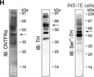 Secretagogin expression in rodent brain stem (related to Fig 4)A, A1Labeling specificity of our anti‐secretagogin antibody was verified in Scgn−/− mice (A1). These experiments also showed that tyrosine hydroxylase (TH)+ LC neurons (*) co‐express secretagogin in wild‐type (solid arrowheads) but not null mice (open arrowheads). Scale bars = 200 μm (low‐power micrographs, left) and 10 μm (high‐resolution insets, right).BSecretagogin+ neurons populate the locus coeruleus (LC) in the rat. Solid red circles pinpoint the general location of perikarya, while fine lines correspond to axons coursing toward the surface (4th ventricle).C, C1Secretagogin was expressed in both the somata (arrowheads; C) and dendrites (arrowheads; C1) of most TH+ neurons in the rat, too. Scale bars = 30 μm.DSecretagogin is localized to axons (arrowheads) in the rat. (D) Dorsal nucleus of vagus (nX), “2” shows the nucleus at high resolution. Scale bars = 200 μm (D), 30 μm (2).ESecretagogin (SCGN) is enriched in the synaptosomal fraction prepared from the mouse prefrontal cortex, lending additional support for its axonal localization. Synaptophysin (SYP) was used to control the enrichment of presynaptic proteins.FSecretagogin+ neurons can co‐express neuropeptide Y (NPY) in the LC of the rat. Open and solid arrowheads indicate the lack and existence of NPY co‐localization in adjacent neurons, respectively. Scale bars = 10 μm.GRepresentative Western blots from Cntf−/−, Scgn−/−, and wild‐type mice with or without intracerebroventricular CNTF treatment.H, H1INS‐1E cells were used as a cellular model exclusively because of their native co‐expression of CNTF receptor‐ alpha  (CNTFR alpha ), tyrosine hydroxylase (TH), secretagogin (SCGN), and extracellular signal‐regulated kinase 1/2 (Erk1/2). Red arrows label target proteins at their predicted sizes. Multiple bands likely represent splice variants, posttranslational modifications, or multimers. Antibodies were also validated histochemically often using knock‐out tissues.ISecretagogin, phospho‐Ser31‐TH, phospho‐Erk1, and total Erk1 expression in INS‐1E cells stimulated with CNTF with/without concomitant silencing of secretagogin (Scgn) gene expression (for 48 h). Note the lack of Erk1 phosphorylation upon genetic inactivation of secretagogin.JSignificant reduction of secretagogin (SCGN) protein levels upon acute RNAi‐mediated gene silencing in vitro (for 48 h). CNTF exposure did not affect the efficacy of gene silencing. Experiments were performed in triplicate; *P  4 mice/genotype.Data information: Data are expressed as means ± s.e.m. Image collected and cropped by CiteAb from the following open publication (//pubmed.ncbi.nlm.nih.gov/30209240), licensed under a CC-BY license. Not internally tested by R&D Systems.